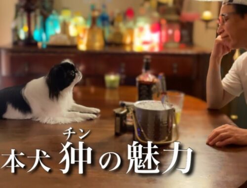 どこにでもついてくる日本犬　チンは最高のパートナー！　狆のモモさん