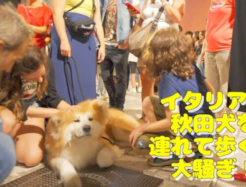 What happens when you walk with an Akita dog in Italy ♪