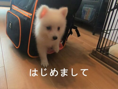 生後２か月　真っ白な子犬がやってきた。　ドキドキのおうちデビュー！【日本スピッツ福】