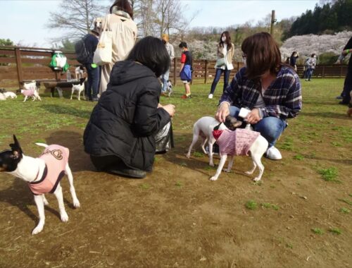 第6回日本テリアの集い  2021年3月27日 (Japanese Terrier,Nihon Terrier)