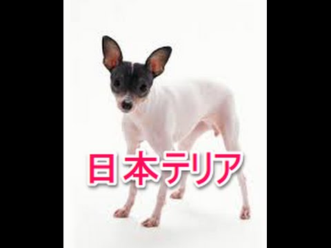 【犬図鑑】日本テリア