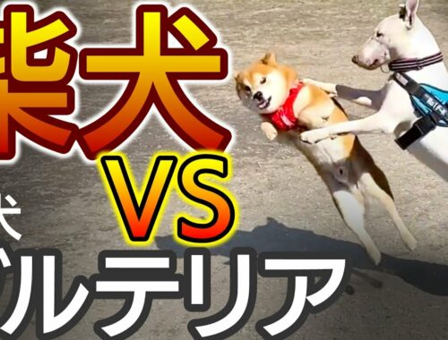 ブルテリアと柴犬をドッグランで触れ合わせるとこうなる / Battle of Bull Terrier and Shiba Inu