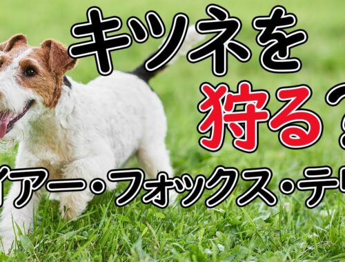 【ワイアー・フォックス・テリア】本には載っていないパンク町田の犬種図鑑