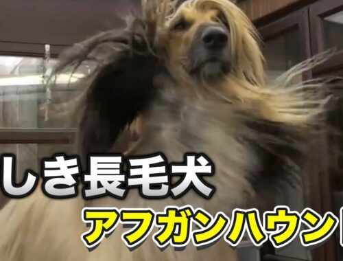 【アフガンハウンド】大型犬で珍しい長毛！！走る走る！アフガンハウンドかわいい集【犬】