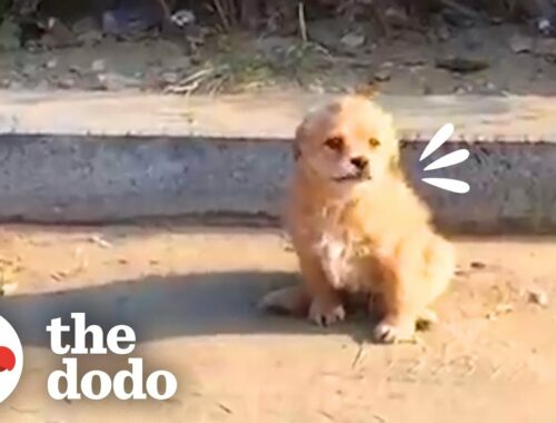Stray Puppy Searches For Someone To Save Him | The Dodo