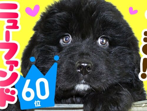 ❤️人気60位【ニューファンドランドってどんな犬？】子犬の価格や性格、寿命、飼いやすさは？ カワイイ動画でチェック！