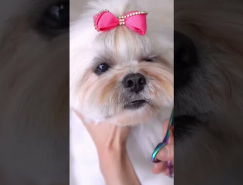 LHASA APSO 🐶❤️ Transformation in 10 seconds!!