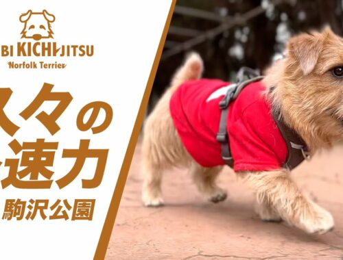 駒沢公園ドッグランで愛犬キチが久々の全速力！【ノーフォークテリア norfolkterrier 】
