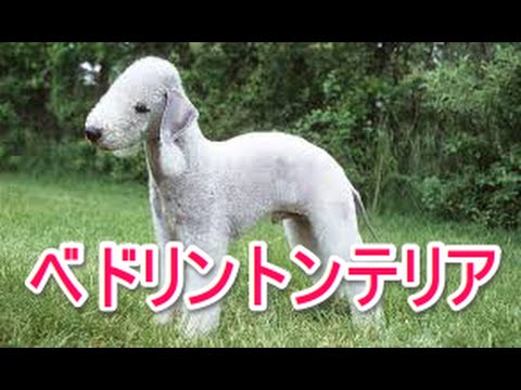 【犬図鑑】ベドリントンテリア