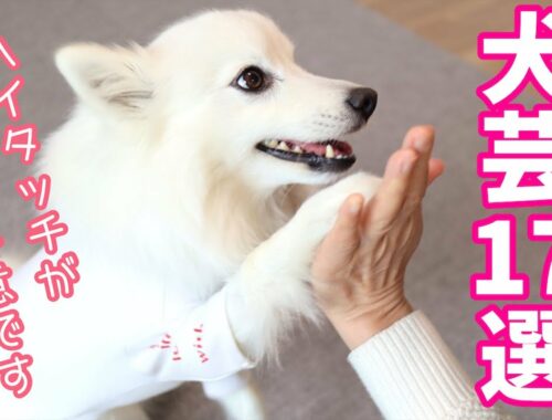 【犬芸】日本スピッツちぃ。ができる17のコマンド（トリック） / 17 Dog Tricks This Japanese Spitz Can Do.