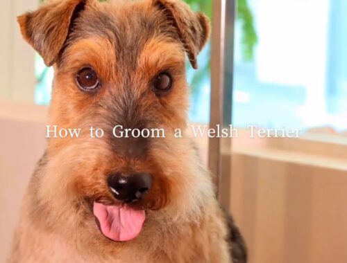 【ウェルシュテリアのプラッキング・トリミング方法】〜Welsh terrier dog grooming〜mmsu-ha/エムエムスーハ