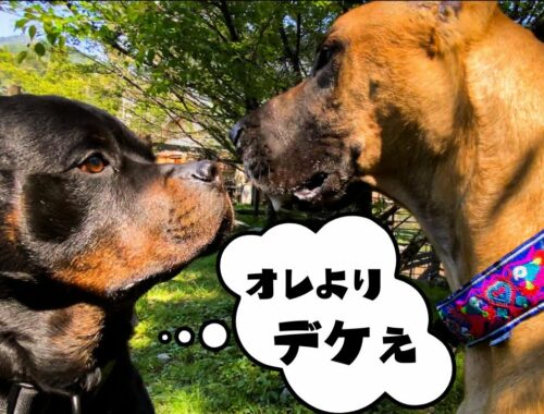【ドッグラン&沢登り】大型犬ロットワイラーのGWバケーション！