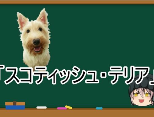 【ゆっくり解説】犬種２６：スコティッシュ・テリア