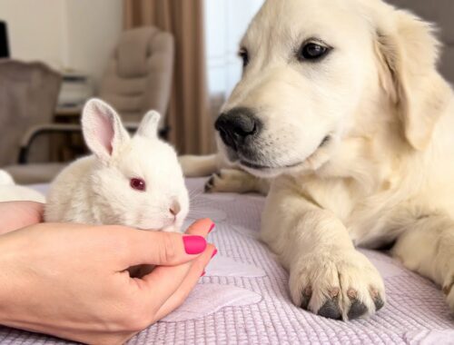 Golden Retriever Puppy Meets Tiny Bunnies for the First Time