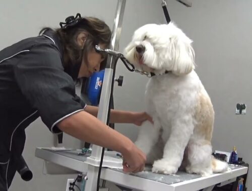《 Tibetan terrier 》dog grooming, how to groom Tibetan terrier, dog groomer 犬のトリミング　チベタンテリア