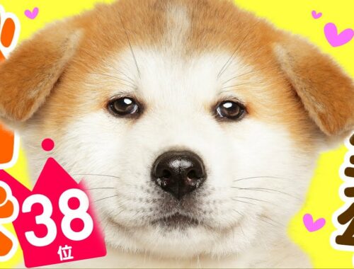 ❤️人気38位【秋田犬ってどんな犬？】子犬の価格や性格、寿命、飼いやすさは？ カワイイ動画でチェック！