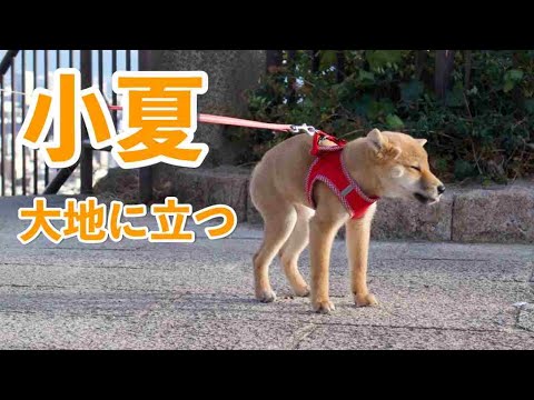 【柴犬小夏大地に立つ！】初めての公園はびくびくで癖が強い　生後４ヶ月子犬