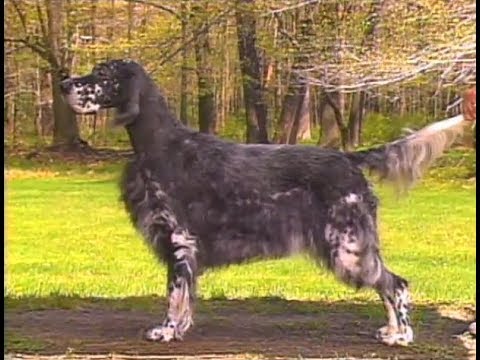 English Setter - Setter Inglés - イングリッシュ・セター - AKC Dog breed series