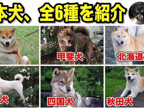 日本犬、全6種類を紹介！特徴や性格など