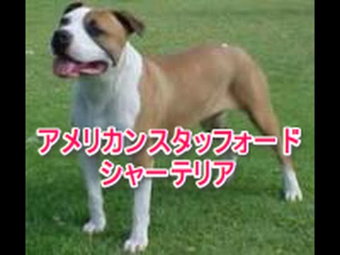 【犬図鑑】アメリカンスタッフォードシャーテリア