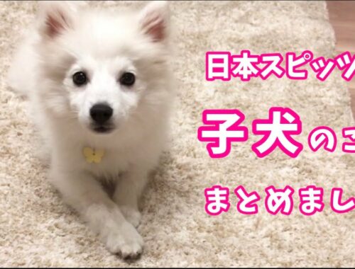 日本スピッツちぃ。かわいい子犬の頃まとめ / Japanese Spitz Puppy