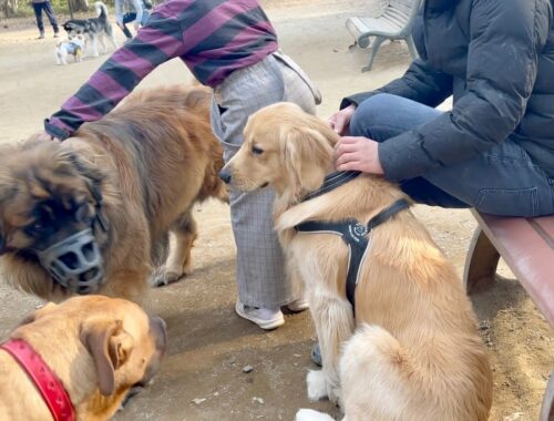【奇跡】日本で37頭だけ⁉︎超大型犬レオンベルガーとまた新たに出会えた！！【希少犬種】