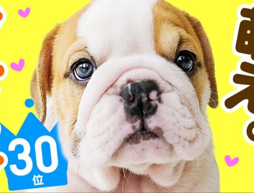 ❤️人気30位【ブルドッグってどんな犬？】子犬の価格や性格、寿命、飼いやすさは？ カワイイ動画でチェック！
