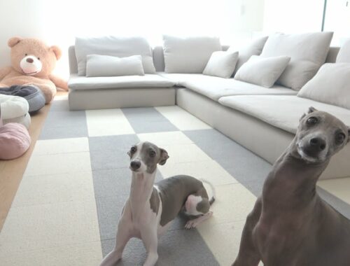 IKEAのソファを犬達と組み立てたら厳しくチェックされダメ出しされたんだがwww【ソーデルハムン】【イタグレ】