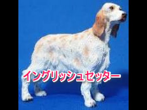 【犬図鑑】イングリッシュセッター