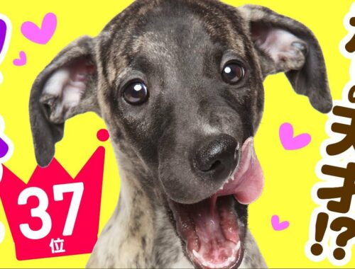 ❤️人気37位【ウィペットってどんな犬？】子犬の価格や性格、寿命、飼いやすさは？ カワイイ動画でチェック！
