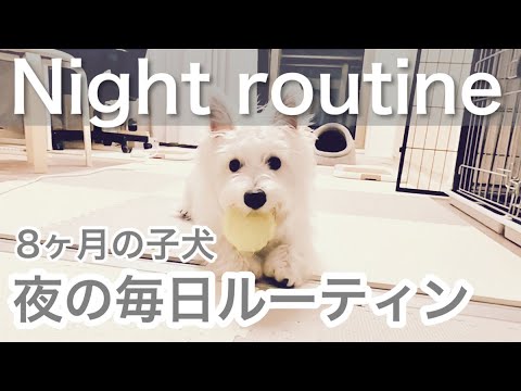 【犬のナイトルーティン】ウエストハイランドホワイトテリア子犬の夜の日課を紹介します
