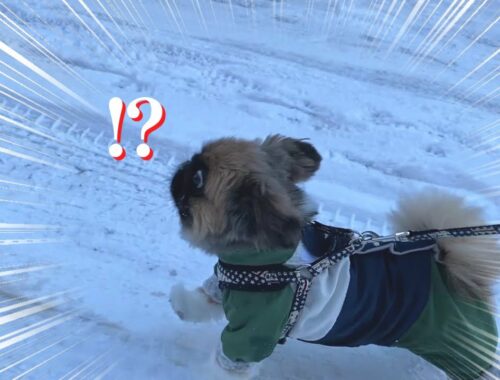 雪の散歩帰りに大好きなじぃじとばぁばが突然現れた時の犬の反応が可愛すぎました…【ペキニーズ】ちょび／pekingese／北海道