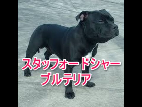 【犬図鑑】スタッフォードシャーブルテリア