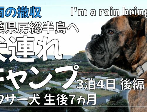 【大雨？キャンプ】ボクサー犬 子犬と行く今年最後の犬連れキャンプ後編富津金谷オートキャンプヒルズのドッグランサイト