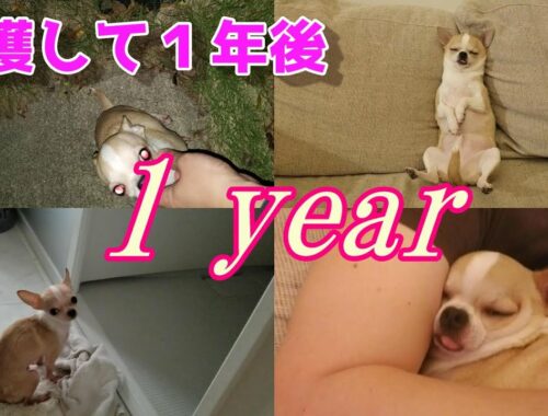 【1年のまとめ】スムースチワワ犬を保護して1年、こんなに変わりました🐶💛　A year has passed since I rescued the abandoned chihuahua dog.
