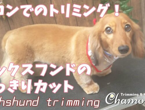 【Trimming Movie#02】ダックスのすっきりカット！サロンでのトリミング dachshund trimming