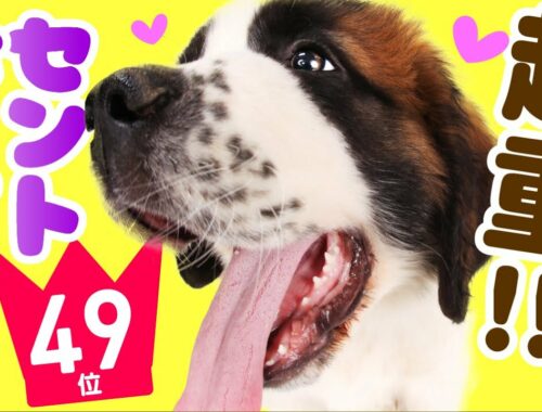 ❤️人気49位【セント・バーナードってどんな犬？】子犬の価格や性格、寿命、飼いやすさは？ カワイイ動画でチェック！
