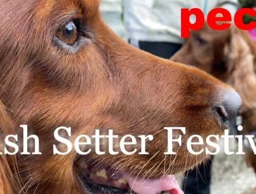 アイリッシュセター祭（peco　Irish Setter Festival）　アイリッシュセター（アイリッシュセッター）Irish Setor（Irish Setter）