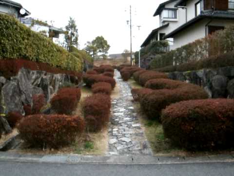 日本テリア・ゆう君のお散歩