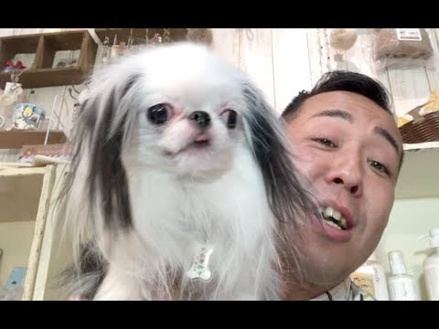 【実は日本犬】歴史が詰まった愛玩犬！狆だらけ大集合スペシャル！