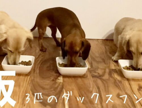 わちゃわちゃご飯！【3匹のダックスフンド】3 dachshund dinner is so cute.
