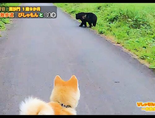 【秋田犬Vlog】いつもの散歩道　散歩中に目の前でクマに会う　　　　　　　　　　　　　　　　　　　　　　　　　　　　　　　　　　　　　　　　　　　　　　　　　　　2022/08/07　毘沙門１歳９か月