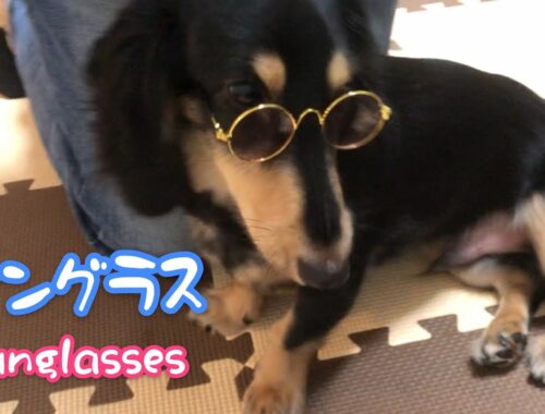 サングラス姿がかわいいミニチュアダックスフンドのロングヘアーの子犬！Dachshund wearing sunglasses！