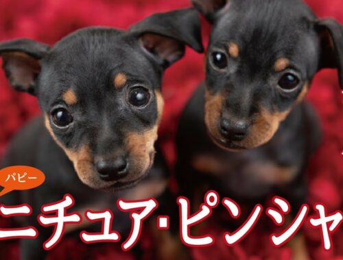 かわいいミニチュアピンシャー（ミニピン）の子犬たち #27 Miniature Pinscher