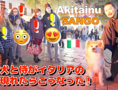 What happens when an Akita dog and a samurai walk through an Italian town♪