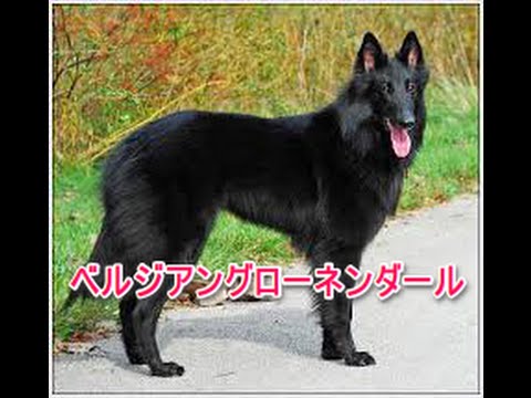 【犬図鑑】ベルジアングローネンダール