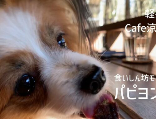 軽井沢をあちこち巡り食いしん坊モードのパピヨン犬 #66