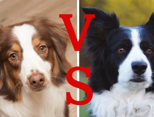 【犬の比較】ボーダーコリー VS オーストラリアンシェパード｜客観的なデータ（AKC）をもとに徹底検証｜超難問クイズあり