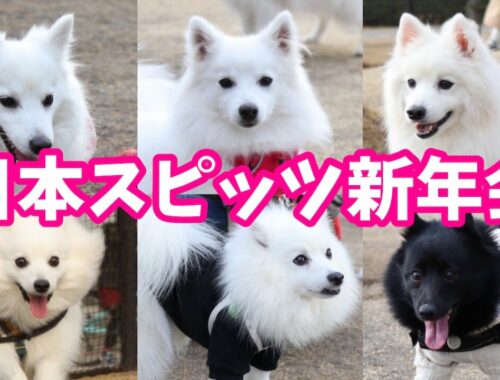 【犬のオフ会🐶】日本スピッツだらけの新年会 / Japanese Spitz Gathering