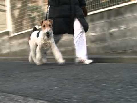 ワイヤーフォックステリア（Wirefox Terrier）の歩き方